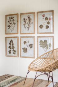 Set Of 6 Leaf Prints Under Glass 16.5" X 21.5"T